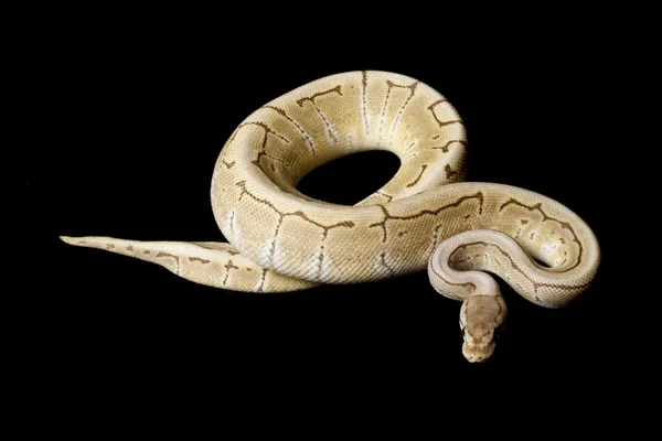 Ghost kritstreck ball python — Stockfoto