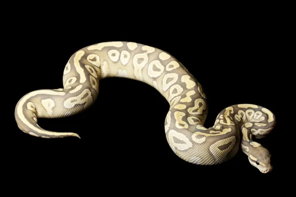 Fantôme pastave boule python — Photo