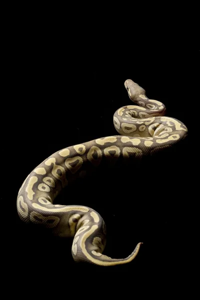Ghost pastave ball python — стоковое фото