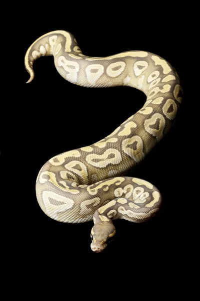 Ghost pastave bal python — Stockfoto
