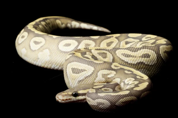 Ghost pastave ball python — Stock Fotó