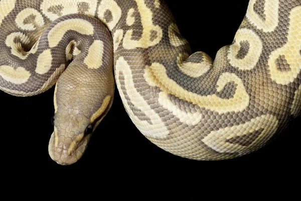 Fantasma pastave bola python — Fotografia de Stock