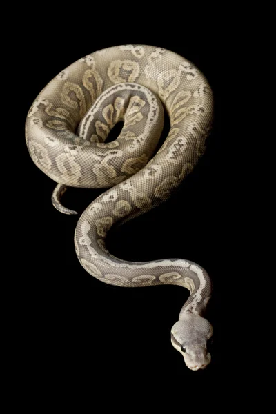 Pasztell ón ball python — Stock Fotó