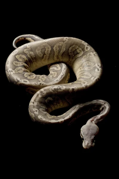 Pastel pewter bola python — Fotografia de Stock