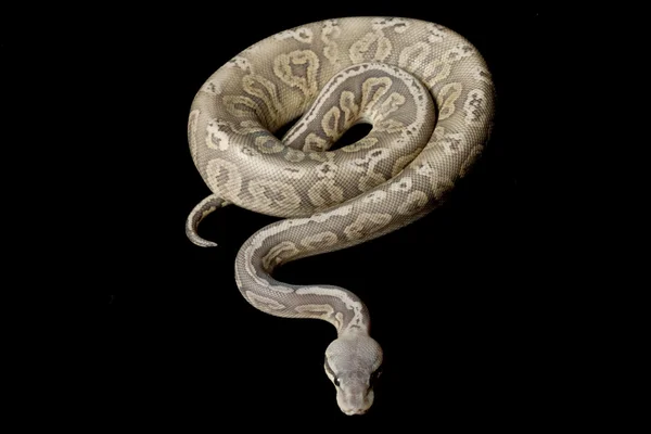 Pastel tinnen bal python — Stockfoto