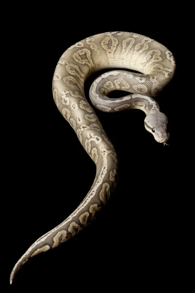 Pastel kalay topu python — Stok fotoğraf