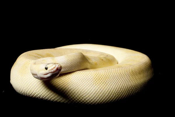 Pastel champagne ball python — Stock Photo, Image