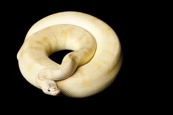 Pasztell pezsgő ball python — Stock Fotó