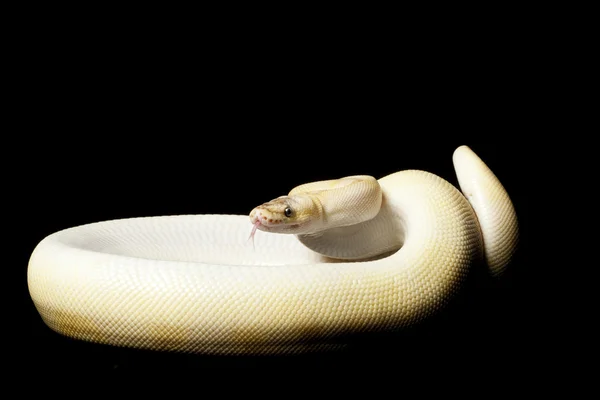 Pastel champagne ball python — Stock Photo, Image