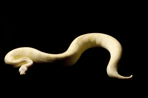 Pasztell pezsgő ball python — Stock Fotó