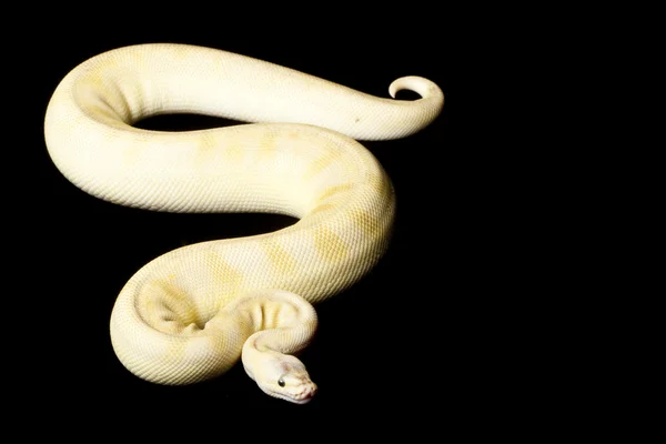 Pastel champagne ball python — Stock Photo, Image
