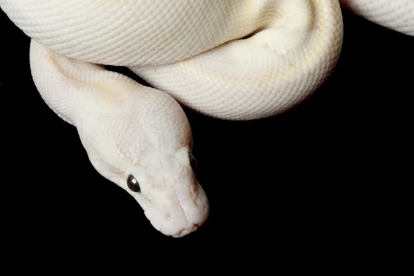 柔和的象牙球 python — 图库照片