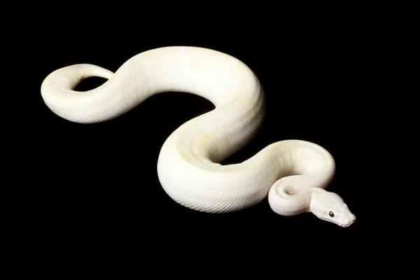 Pastel Fildişi top python — Stok fotoğraf