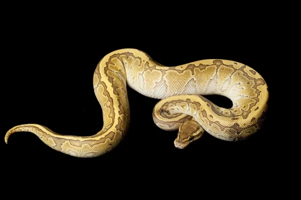 King pin ball python — Stock Photo, Image