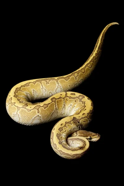 Király pin ball python — Stock Fotó