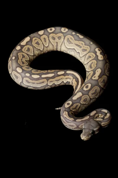 Bola de canela fantasma python — Foto de Stock