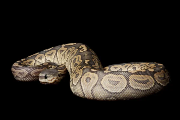 Ghost kanel ball python — Stockfoto