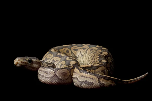 Ghost cinnamon ball python — Stock Photo, Image