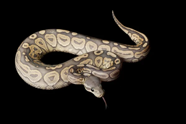 Bola de canela fantasma python — Fotografia de Stock