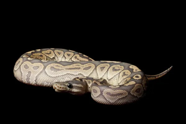 Hantu bola kayu manis python — Stok Foto