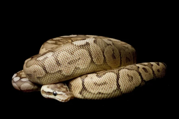 Pewter woma ball python — Stock Photo, Image