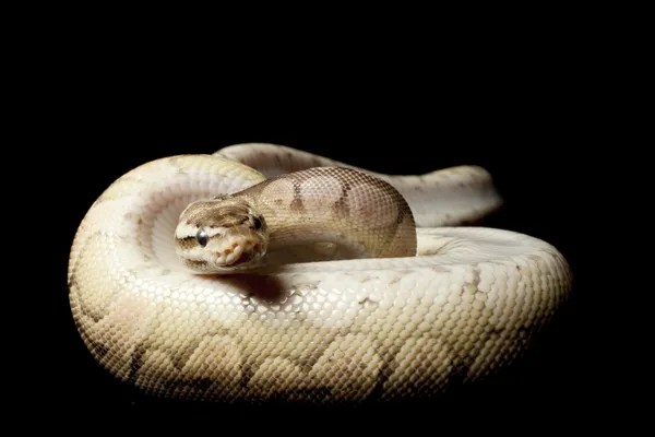 Kalaylı kadını top python — Stok fotoğraf