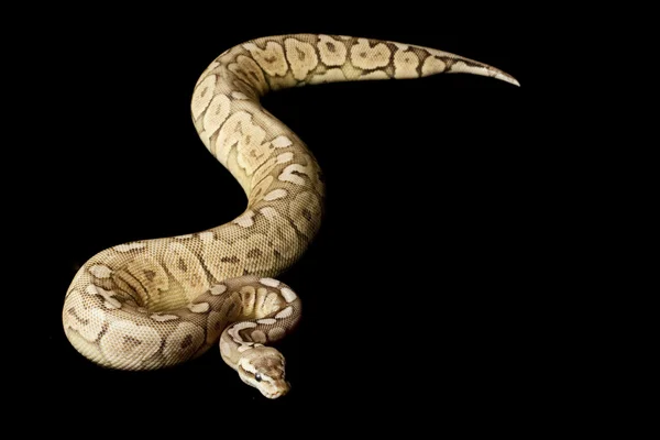 Cínové zařízení woma míč python — Stock fotografie