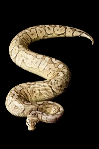 Pewter woma ball python — Stock Photo, Image