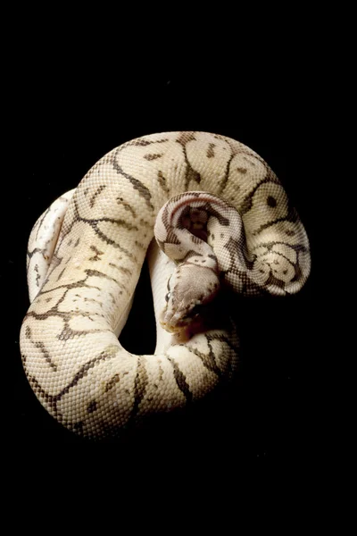 Super black pewter bee ball python — Stock Photo, Image