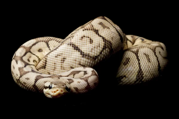 Super hitam pewter bee bola python — Stok Foto