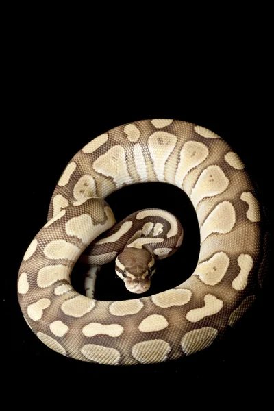 Bola platium yang lebih kecil python — Stok Foto