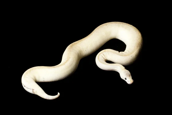 Bola de rayas de estaño python — Foto de Stock