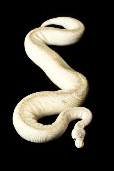 Pewter pinstripe ball python — Stock Photo, Image