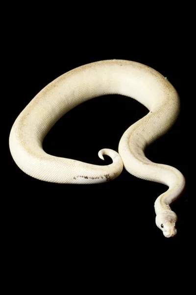 Bola de rayas de estaño python —  Fotos de Stock