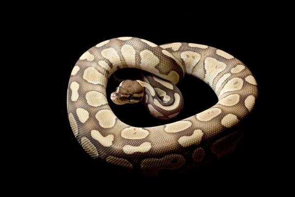 Mindre platium ball python — Stockfoto