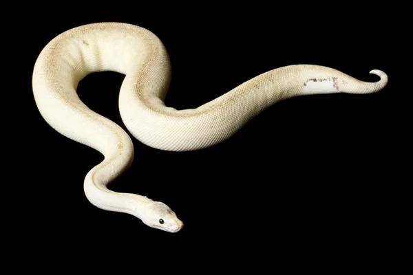 Ón csíkos ball python — Stock Fotó