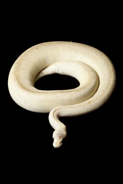 Ón csíkos ball python — Stock Fotó