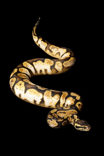 Pastel agrumes calico ball python — Photo