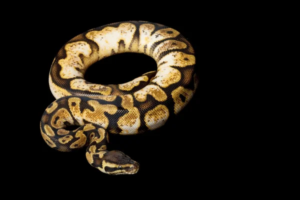 Pastel citrus calico ball python — Stock Photo, Image