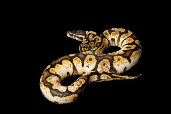 Pastel narenciye alaca top python — Stok fotoğraf