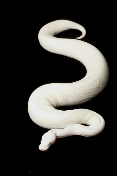 Blauwogige Leucisme bal python — Stockfoto