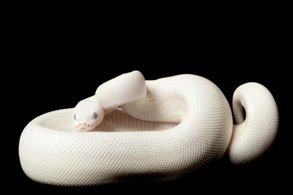 Blue-eyed leucistic ball python — Stock Photo, Image