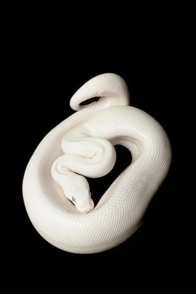 Blue-eyed leucistic ball python — Stock Photo, Image