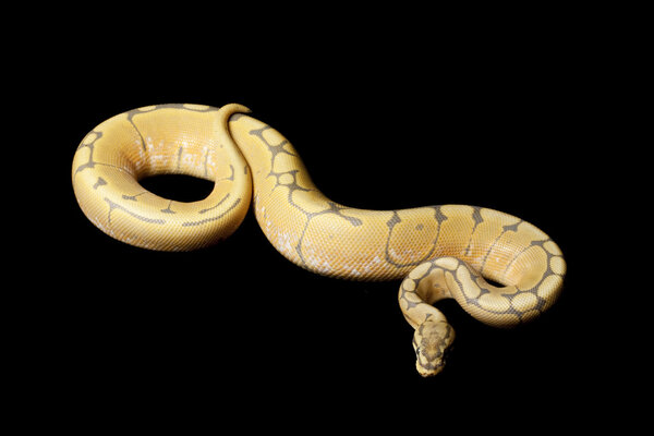 Honey bee ball python