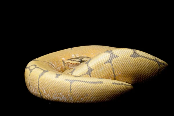 Honey bee ball python — Stockfoto