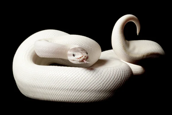 Szuper mojave ball python — Stock Fotó