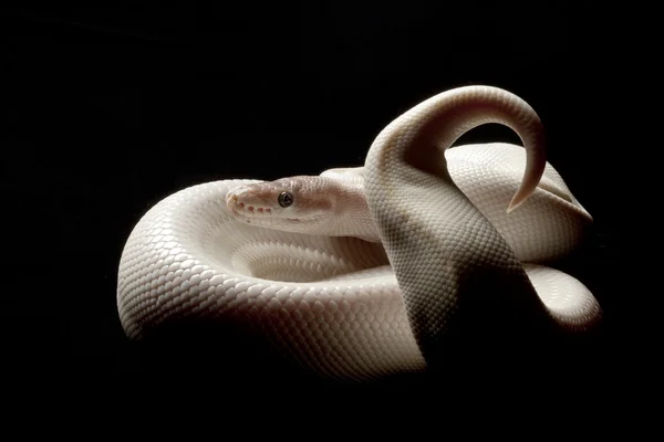 Python boule super mojave — Photo