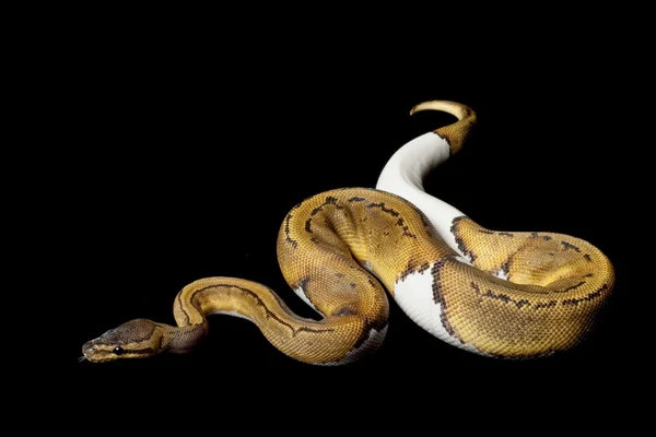 Python de la bola del piebald de la raya del alfiler —  Fotos de Stock