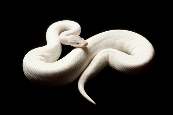 Super mojave ball python — Stock Photo, Image