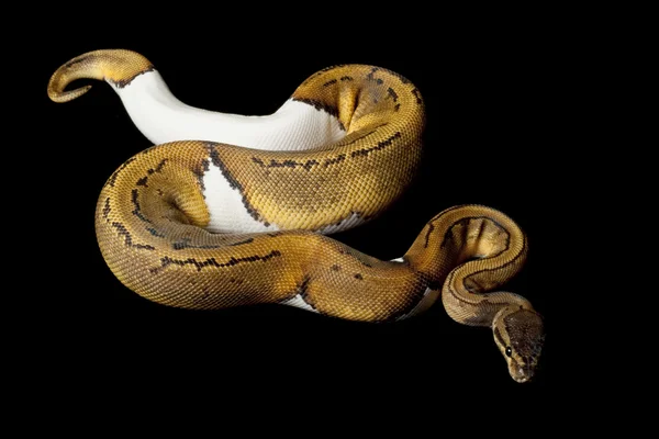 Pinstripe piebald ball python — Stock Photo, Image